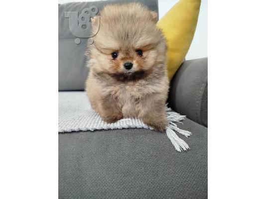 Όμορφα κουτάβια Pomeranian Spitz